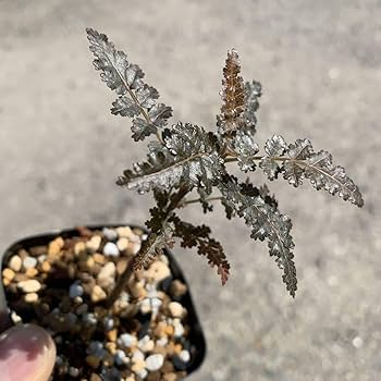 Amazon.co.jp: boswellia hyb socotrana × nana ボスウェリア