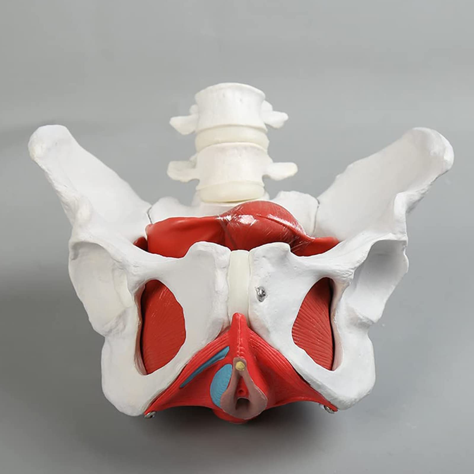 Anatomiemodelle, mit abnehmbaren Organen6-teiliges anatomisches Modell des