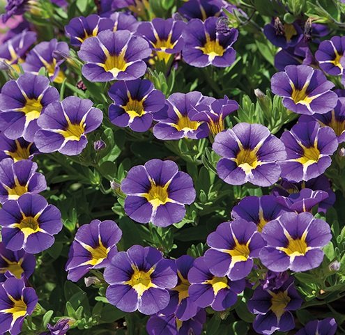 Calibrachoa Trailing Million Bells 'Special Blue Starlight' Plug Plants Pack x6