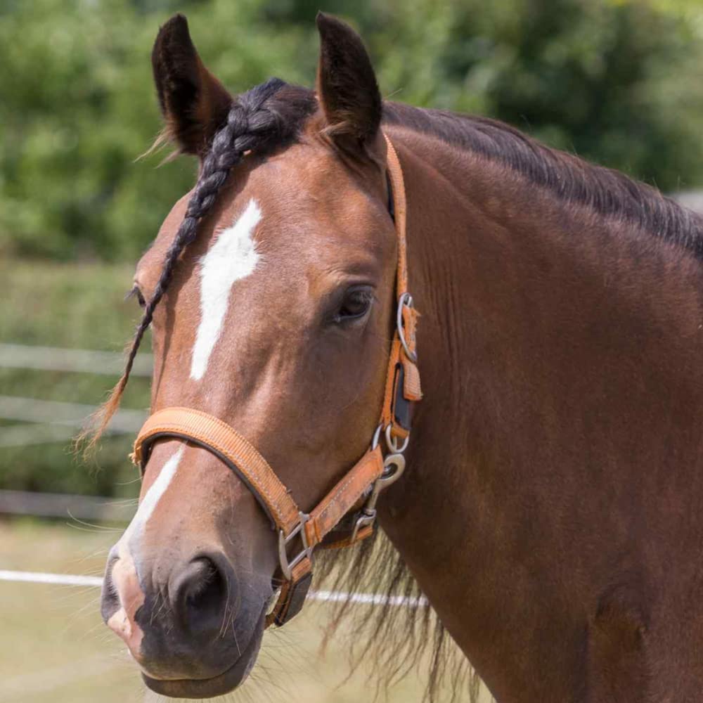 Cameo Equine Fieldsafe Headcollar Pony Hunter Green/Reflective