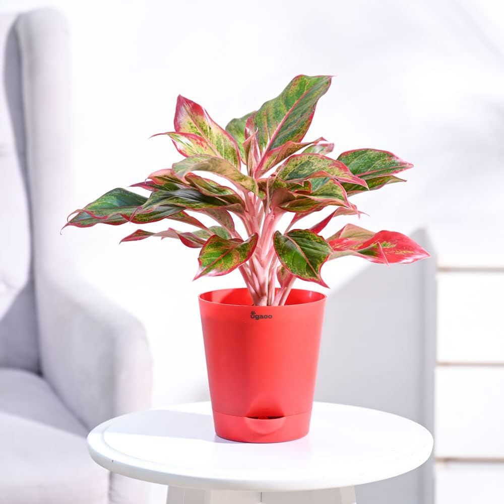 Ugaoo Indoor Plants for Home with Pot - Money Plant N Joy, Syngonium ...