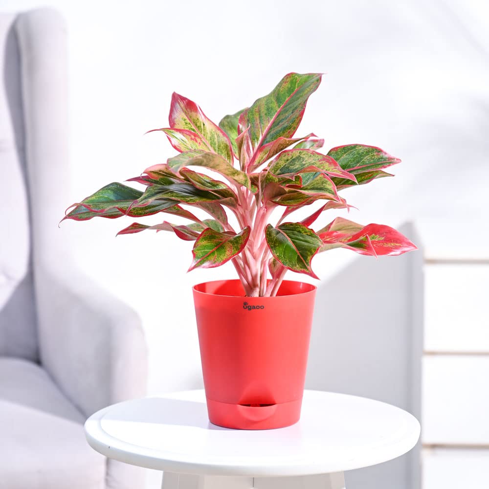 See full amazon price history chart for Ugaoo Aglaonema Red Indoor Live Plant with Self Watering Pot, Medium Ugaoo Aglaonema Red Indoor Live Plant with Self Watering Pot, Medium (B08P8S7LWQ) Amazon Price History, Amazon Price Tracker