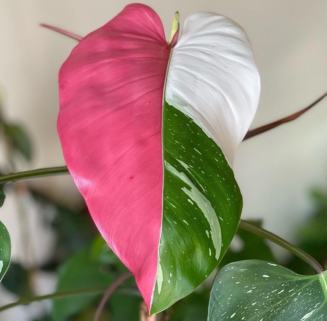 SVG® Philodendron plants bulbs flower Bulbs Imported Flower bulbs pack of 2 (pink/green) (B0CW1TV7XD) Amazon Price History, Amazon Price Tracker