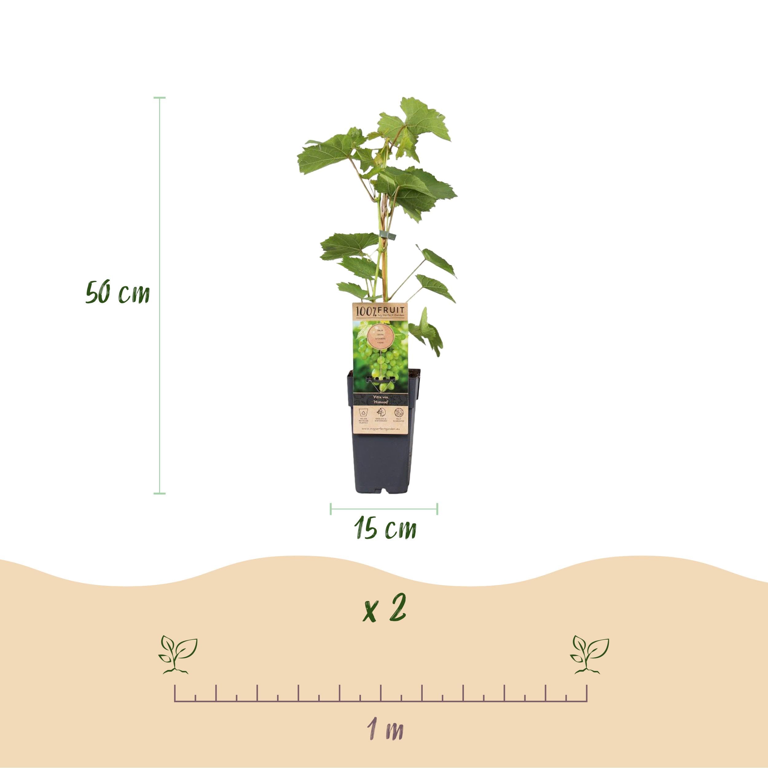 Obstpflanze - Weiße Traube - Vitis vinifera Himrod - Kernlos - 2 Pflanzen - 40-50cm - Ø15cm - Gartenpflanze