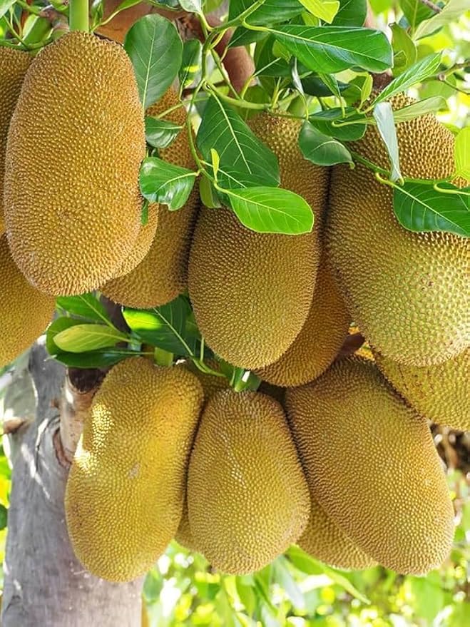 Image of Live Jackfruit Plant | Hybrid Grafted Variety | Healthy Fruit Plant for Home Garden, Farm & Outdoor Plantation