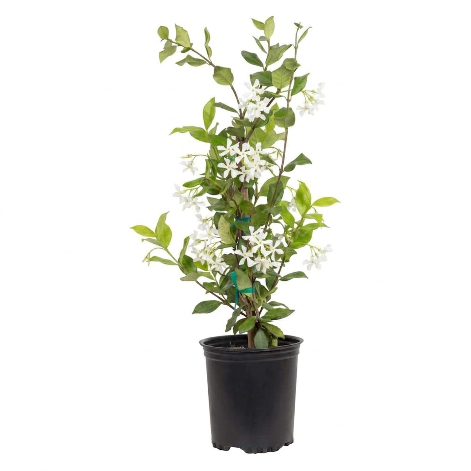 Star Jasmine Large Leaf