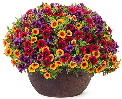 OhhSome Flower Seeds : Nemesia Perennial Flower Seeds For Rainy Season Hedge Garden Garden [Home Garden Seeds Eco Pack Plant Seeds - Eco" (B07Z4HVHPP) Amazon Price History, Amazon Price Tracker