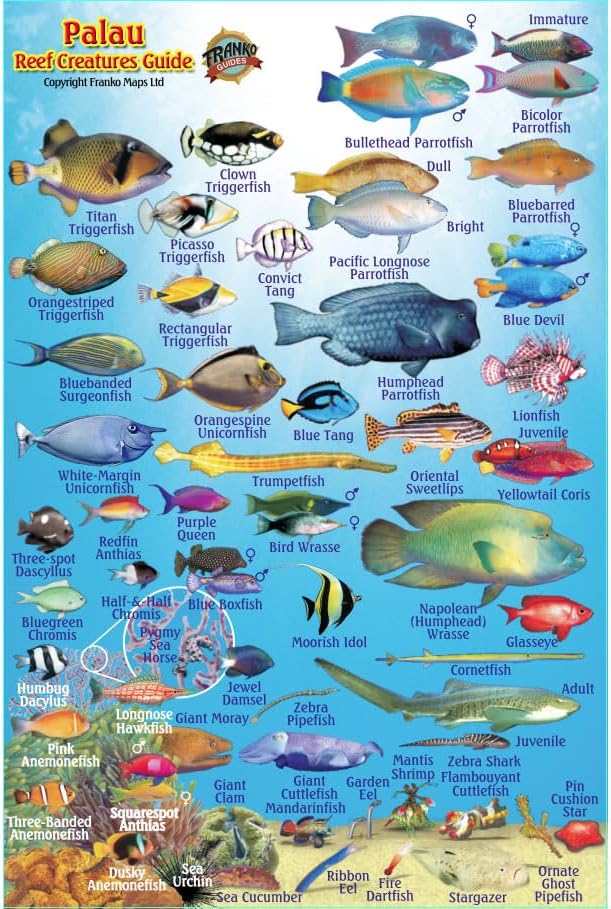 Frankos Maps Palau Mini Fish ID-Card