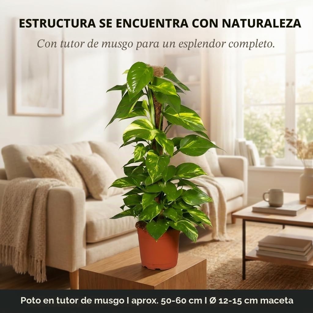 Efeutute en varilla de musgo | Epipremnum Aureum | aprox. 50-60 cm | Maceta de ø 12-15 cm | Plantas de interior de fácil cuidado para el hogar y la oficina | Calidad del experto en plantas | Ideal