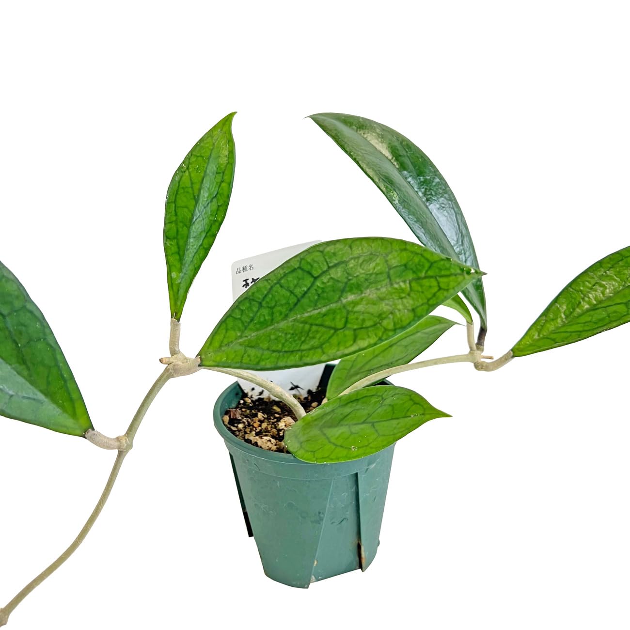 Amazon｜ホヤ AH-022 3.5号 鷲尾園芸 Hoya 'Jennifer' Seed AH 022