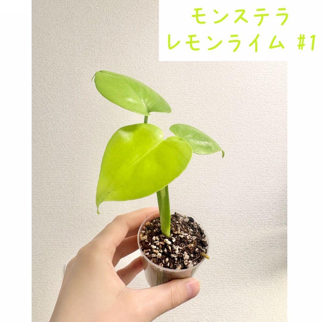 Amazon.co.jp: モンステラ レモンライム #1 : 食品・飲料・お酒