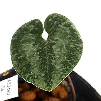 【天然野生のカンアオイ】ボリューム満点！超絶BIGなカンアオイ＊寒葵＊山野草 楽天市場】（山野草）カンアオイ（寒葵）品種系細辛 品種