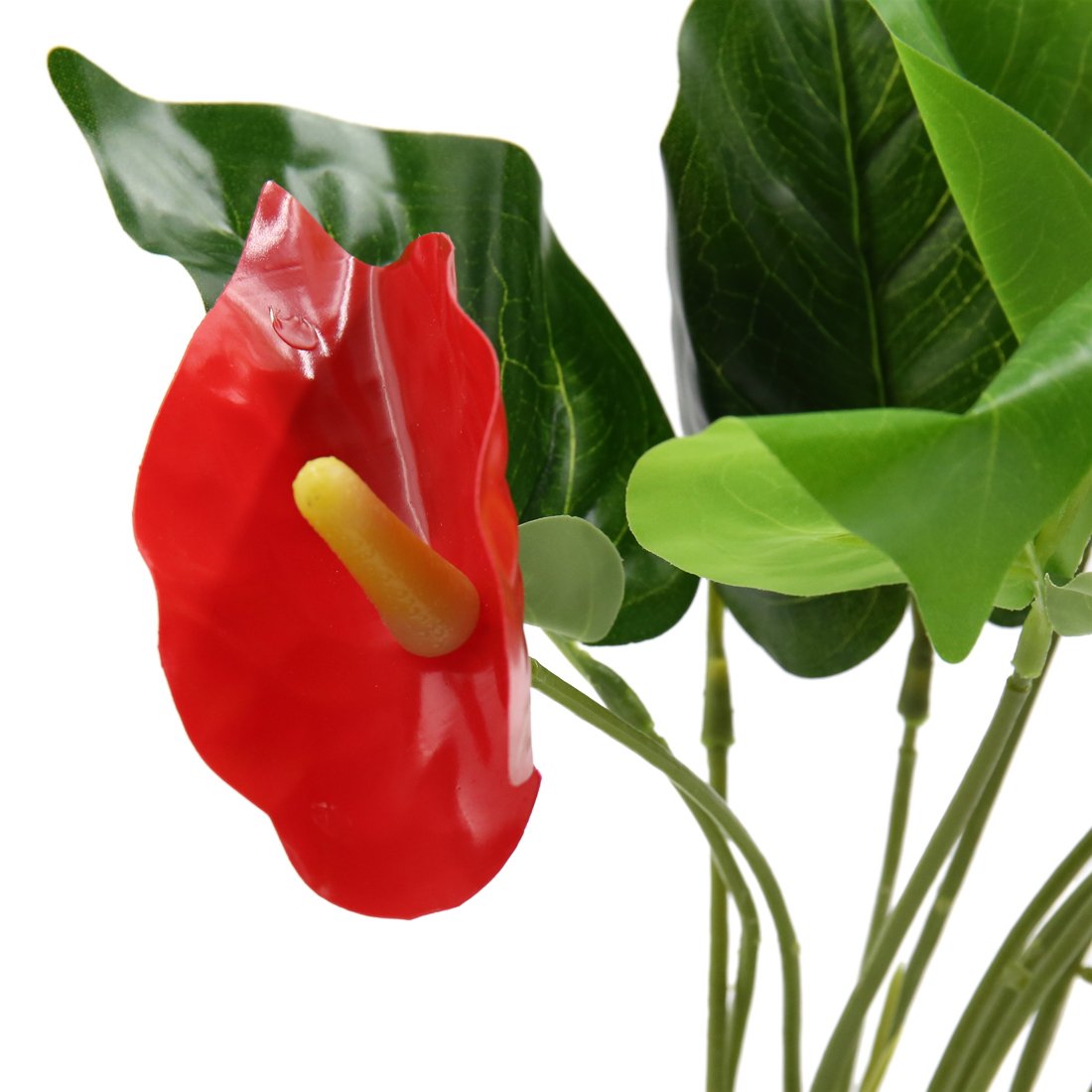aspidistra standort Aspidistra elatior  We are plants
