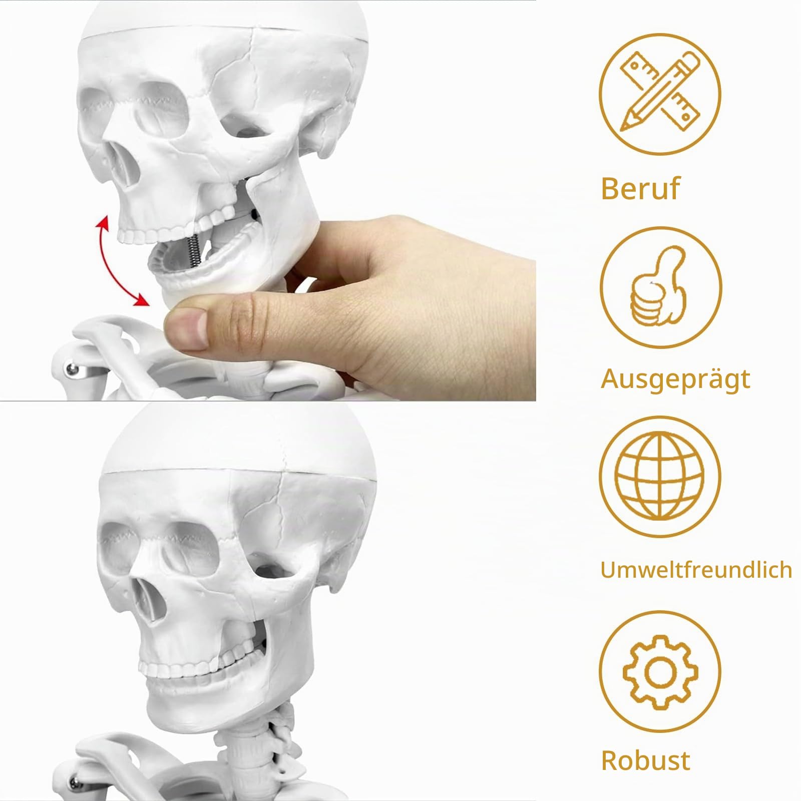 Mensch Skelett Modell für Anatomie, 85cm Ganzkörper Mensch Skelett Modell Anatomy Skeleton Menschliches Skelett mit Und Bewegliche Arme Und Beine für Medizinisches Lehren, Bildung, Lernen, Display