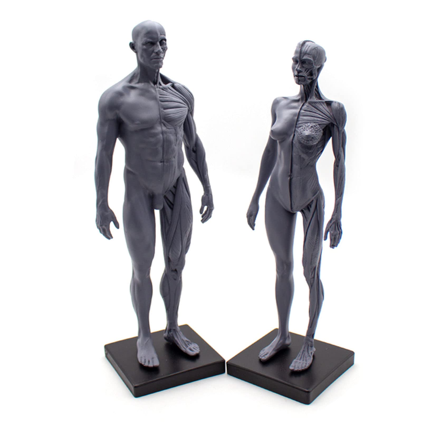 Model ludzkiej budowy, anatomia układu ruchowego, rzeźba z czaszką, model ciała głowy, model układu ruchu 1:6, odpowiedni dla malarzy, rzeźbiarzy (mężczyzn i kobiet)
