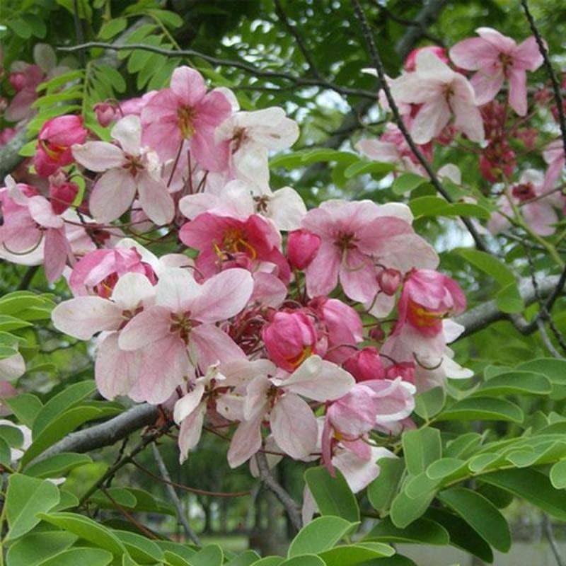 Image of Cassia Javanica Live Plant with Pot | Pink Shower Tree Flowering Plant | Java Cassia Live Tree Plant for Home Garden Balcony Terrace