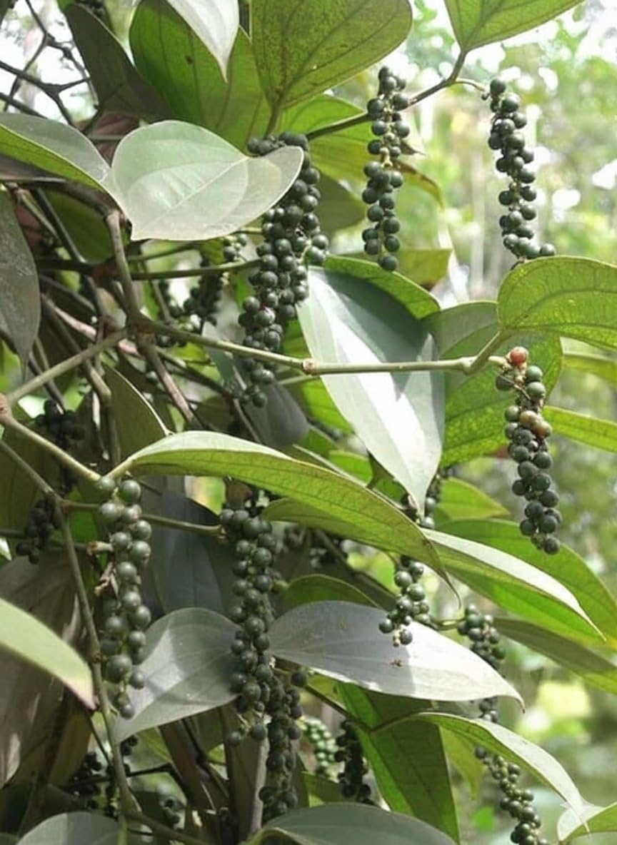 Live Black Pepper Spice Plant - Golmorich Plants | Kali Mirch Paudha | Bush Pepper Ped - Organic Spice Live Tree - Hybrid (1 Small Golmorich Live Plant in Poly Bag)_S3-image-3