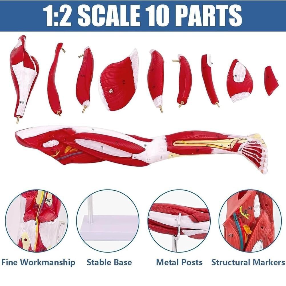 Modello anatomico del muscolo della gamba umana, modello anatomico dell'arto inferiore staccabile in 10 parti, con base for marcatura digitale e supporto, come ausilio didattico in classe.