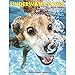 Underwater Dogs 2017 Engagement Calendar