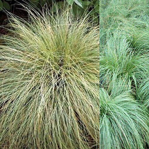 Carbeth Plants Carex Frosted Curls x2 Plants Evergreen Grass 9cm Pot