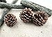 Bulk Package of Natural Pinecones-24 Pack