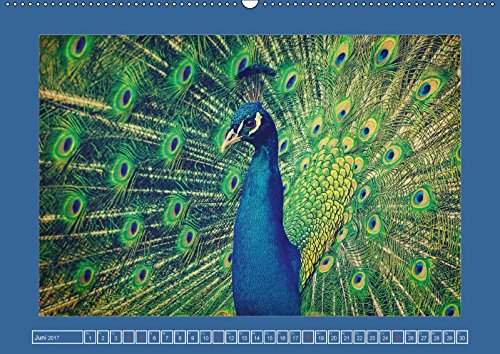 Die schönsten Tierportraits der besonderen Art (Wandkalender 2017 DIN A2 quer): Ausdruckstarke Portraits aus unserer wunderbaren vielfältigen Tierwelt ... Angela und DESIGN Photo + PhotoArt, AD