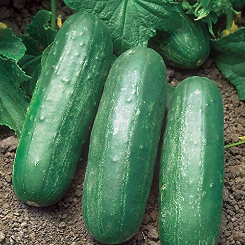 Park Seed Variety of Cucumber Seeds, Planting Cucumbers, Vegetable Seeds, Easy to Grow, Non-GMO, Perfect for Harvesting, Eureka Hybrid, Pack of 30