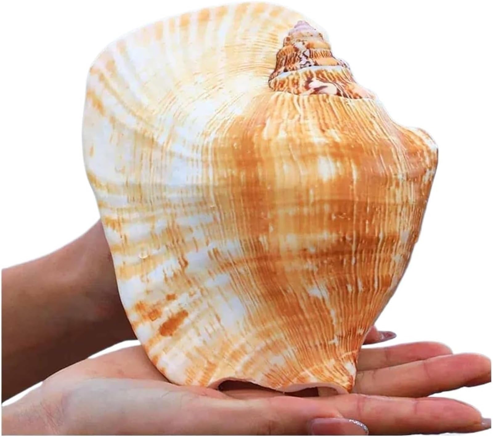 Muscheln, Strandmuscheln, natürliche Muschelschale, große, Heimdekoration, 12–16 cm(15~16cm)