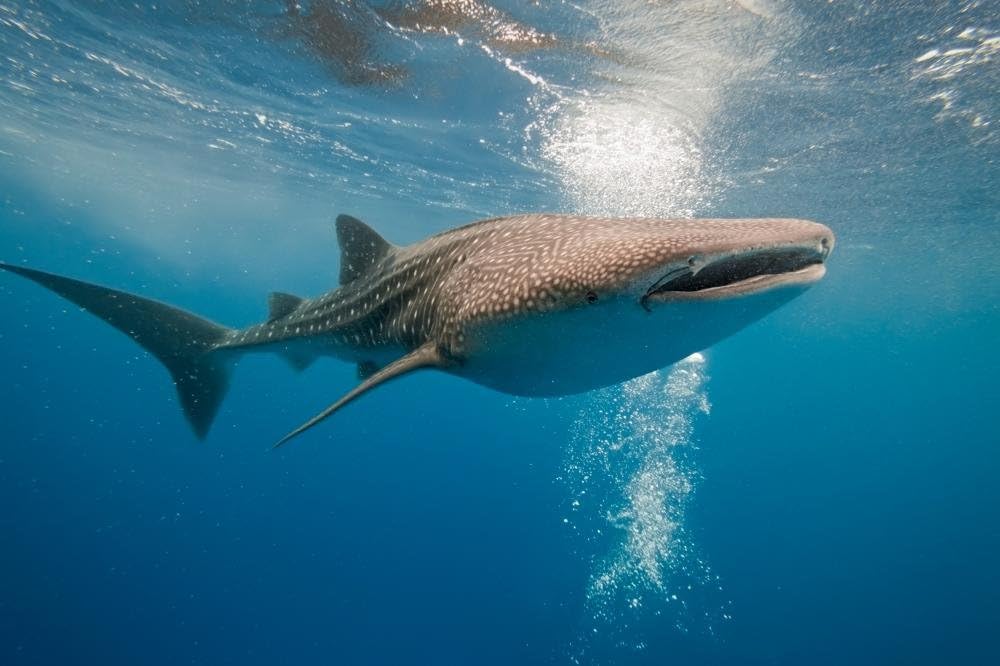Wallmonkeys Whale Shark Wall Decal Peel and Stick Graphic WM16478 (18 in W x 12 in H)