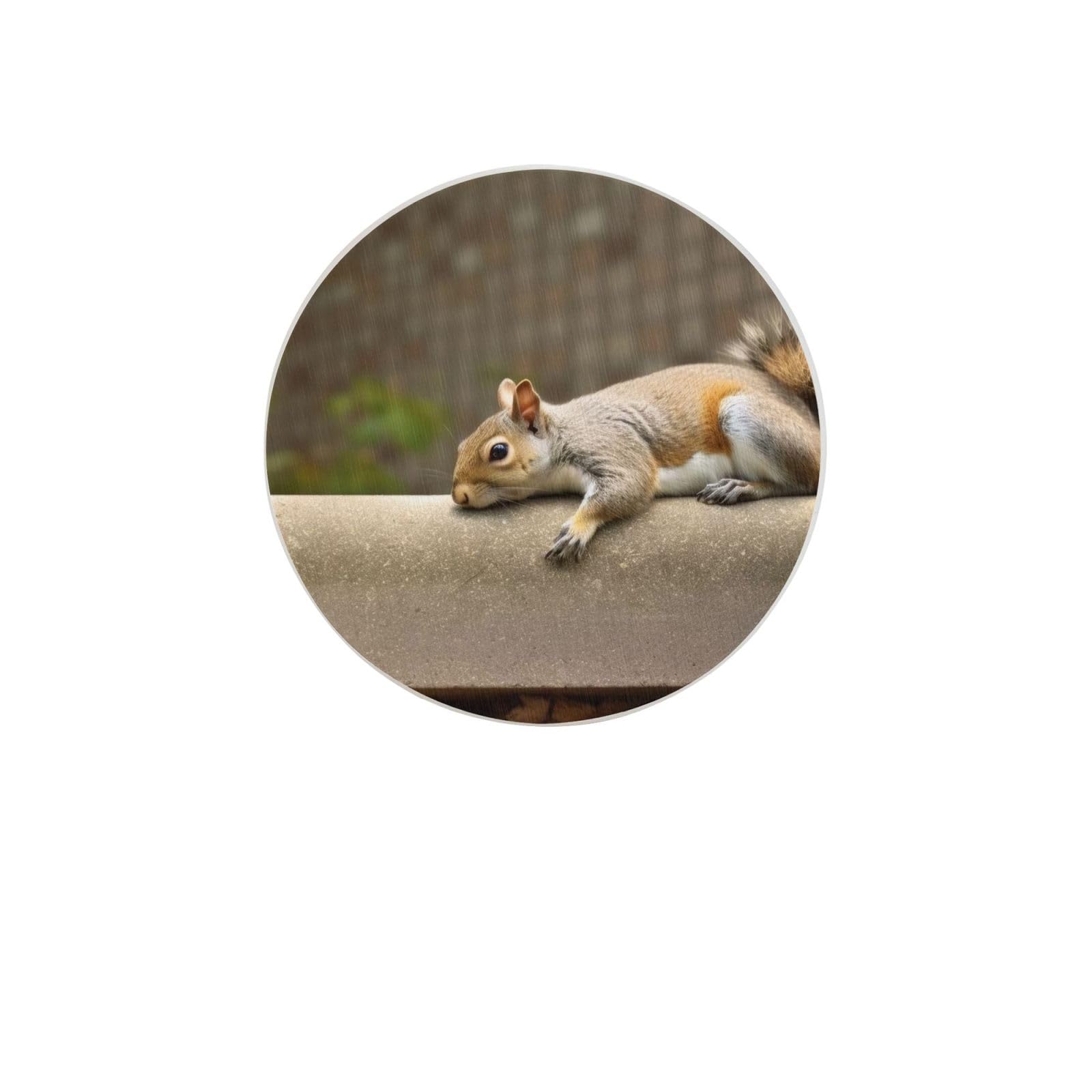 Squirrel Just Laying Absorbent Drink Coasters Diatomaceous Round Coaster 4 Inch Reusable Cup Coasters Set 4pc