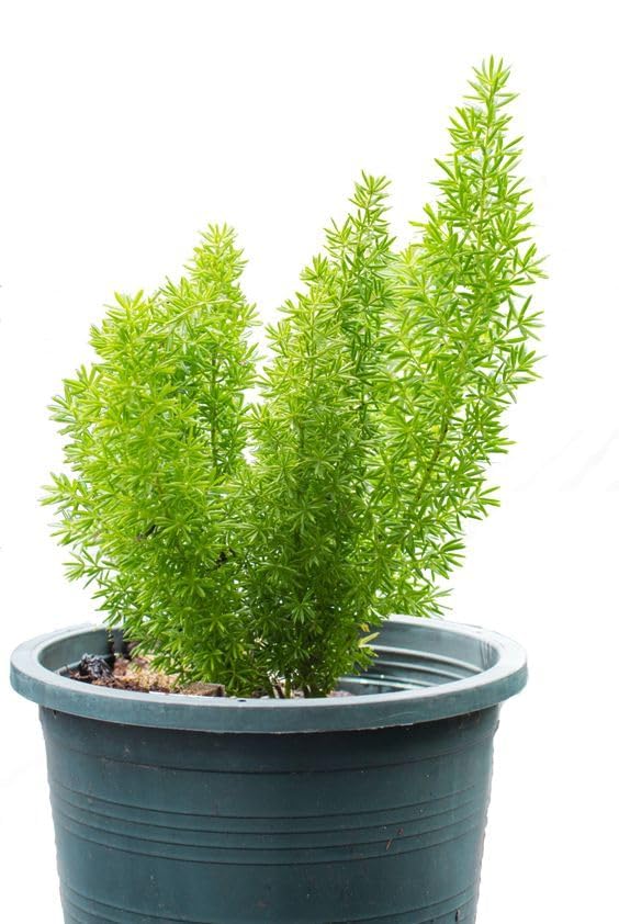 Image of LIVE PLANT (SMALL, SHATVARI)