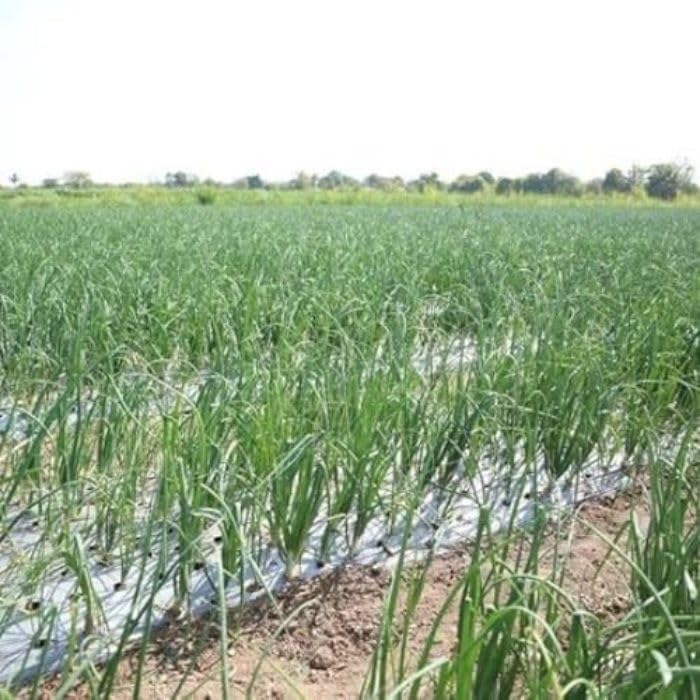 VRUNDAVAN Onion/Garlic Mulching Paper for Onion/Garlic 25 Micron, Width 4 feet langth- 400 Meter Hole Size- 4 inch × 4 inch × 10 line (B0DH284JCZ) Amazon Price History, Amazon Price Tracker