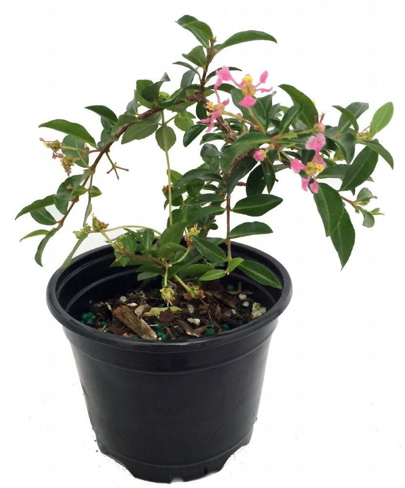 Vamsha Nature Care Live All Season Hybrid Dwarf Cherry Tree for Indoor