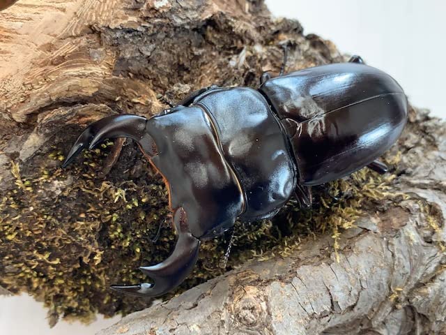 Amazon | ヒマラヤ系世界最大のオオクワの一つ【DDA】インド