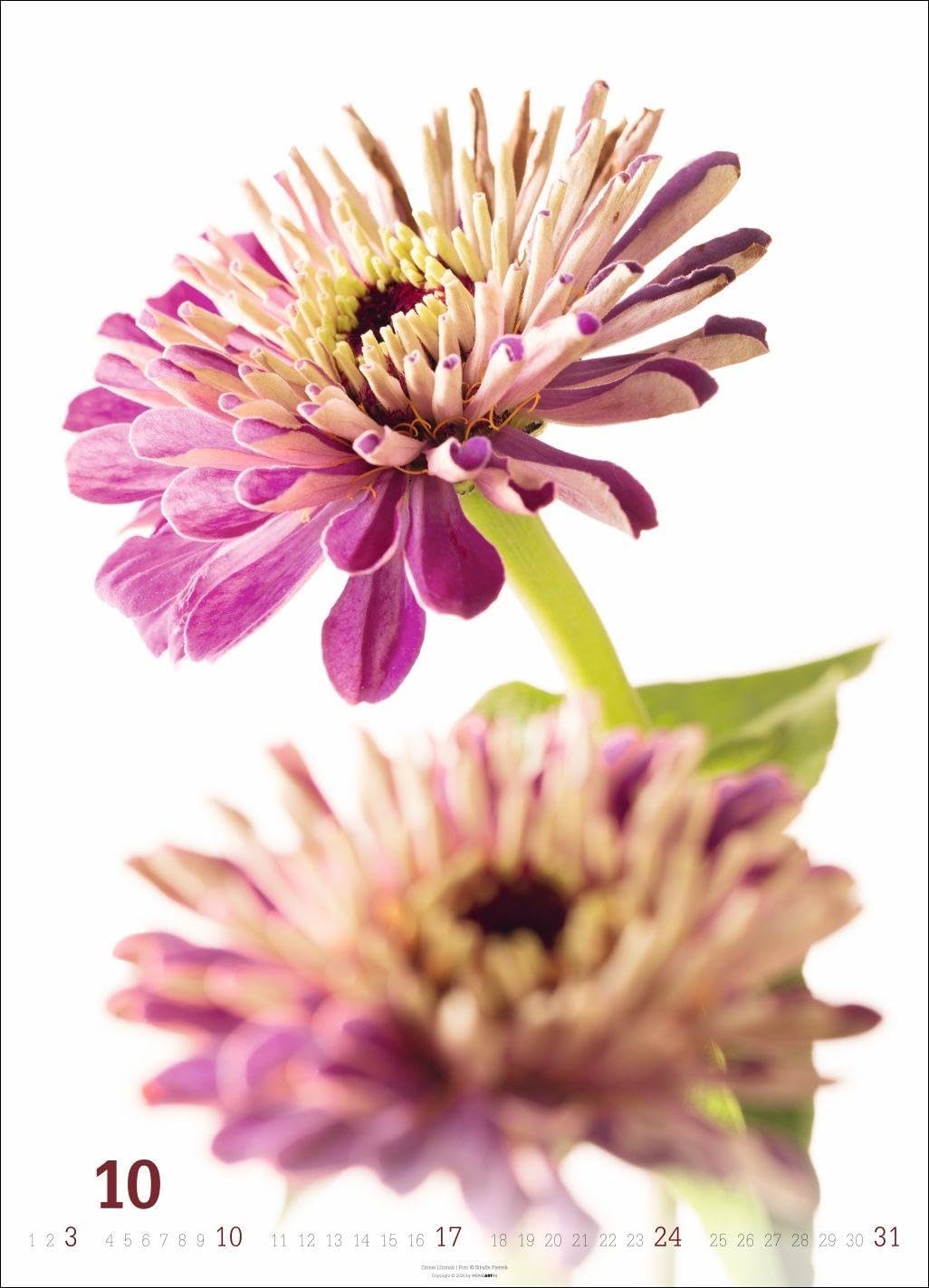 Blütenbilder Kalender 2027: Großer Jahres-Wandkalender mit stilvollen Fotos prachtvoller Blüten. Blumen-Kalender für die Wand. 49 x 68 cm. Hochformat