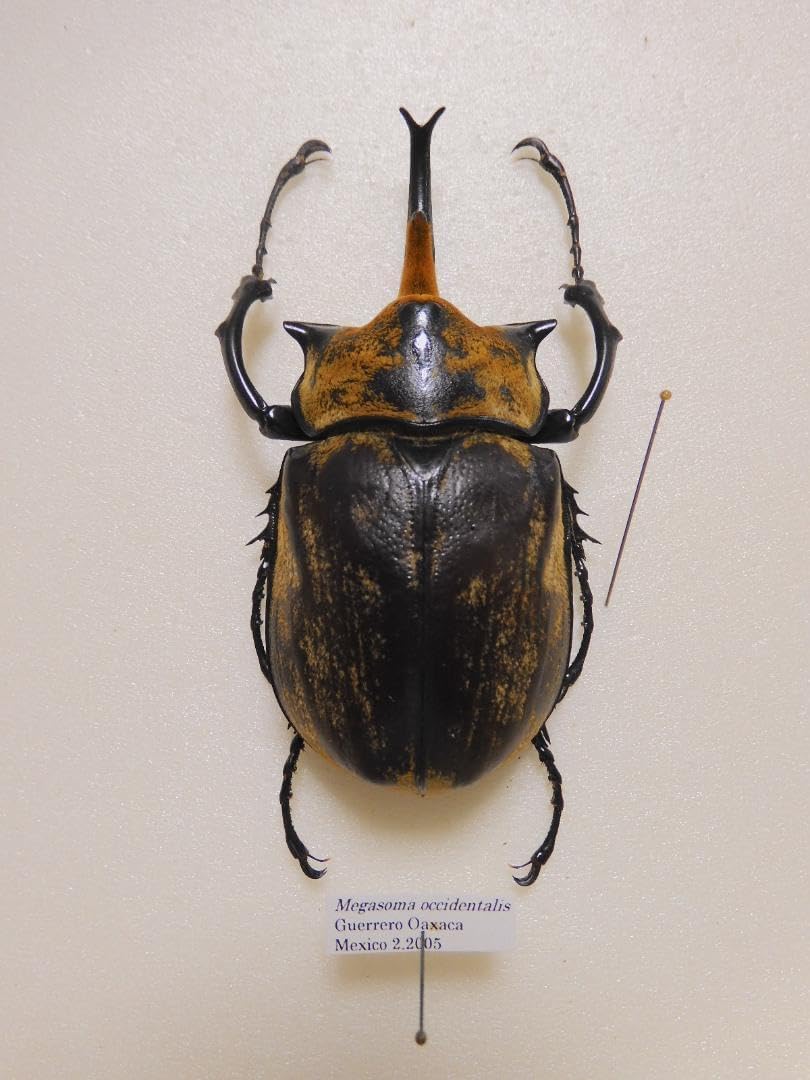 メキシコ オキシデンタリスサイカブト 96mm <0406z昆虫標本> 2023,12