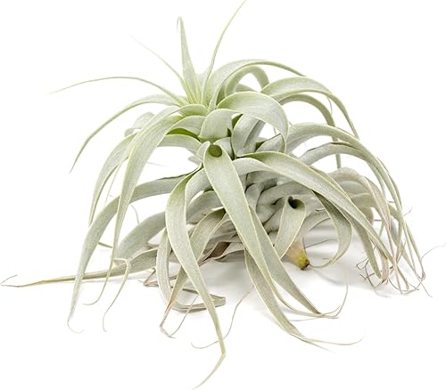 Air Plant Shop Tillandsia Cacticola Plantas de aire plateadas de forma larga - Venta al por mayor y a granel - Suculentas - Tillandsia viva -