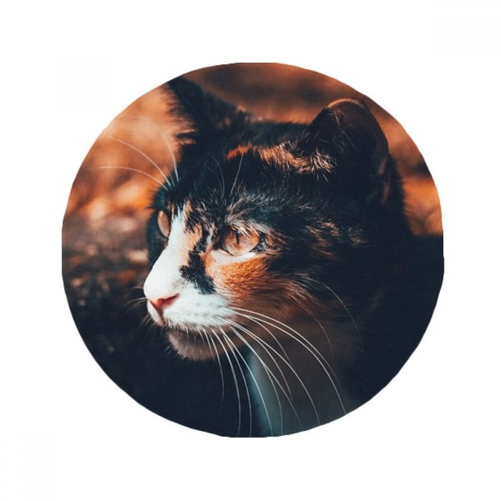 Tapis de sol chat antidérapant rond multicolore