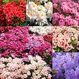 Mixrug 30+ Mixed Azalea Seeds for Planting,Rhododendron Seeds Flowering Shrub Acid Loving for Woodland Gardens & Bonsai