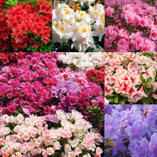 Mixrug 30+ Mixed Azalea Seeds for Planting,Rhododendron Seeds Flowering Shrub