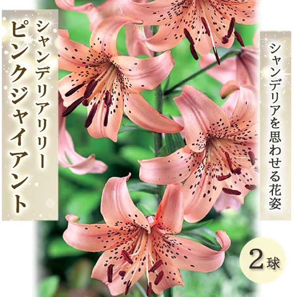 シャンデリアリリー球根 スー○ーさま確認用 Amazon.co.jp: シャンデリア リリー ピンクジャイアント 球根 2球 豪華