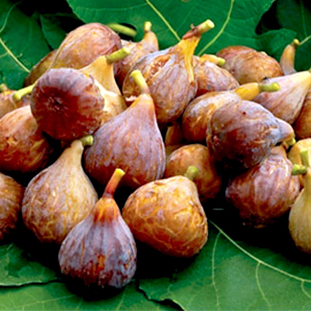 ブチェラッティ　ミニシルバートレイ　洋梨とイチジク　2個おまとめ Amazon.co.jp: ITANSE ミニイチジク セレスト 果樹苗9cm