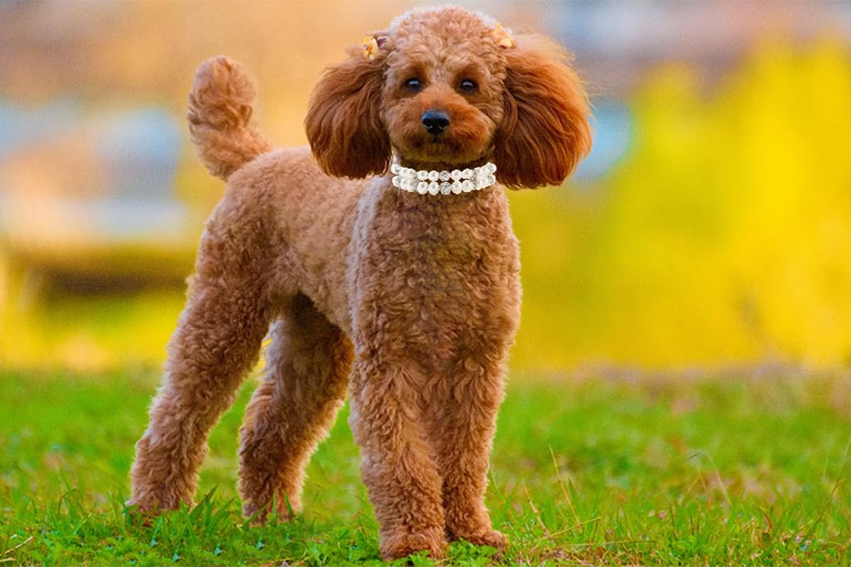 Dog Collars with Pearls, Beaded Cat Collar Pu Leather Puppy Necklace with Crystal Rhinestone Diamond for Girl Kitten XXSmall Small Medium Female Dogs Jewelry Wedding & Birthday Party, M, White