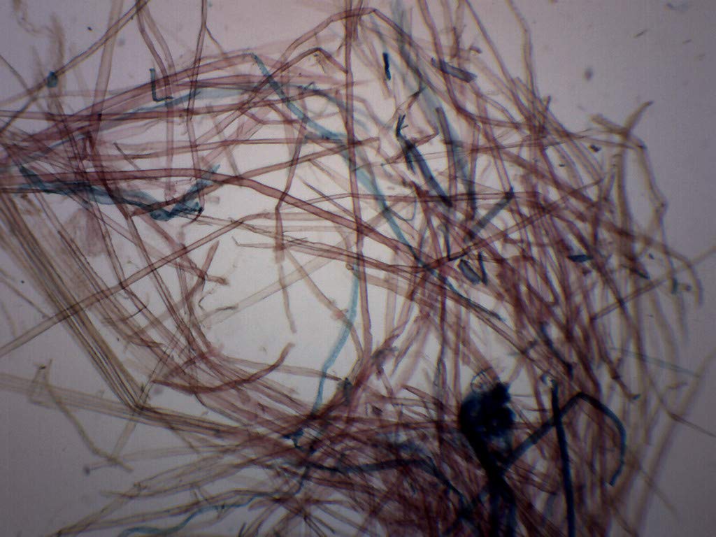 10PK Pine Wood Maceration - Wholemount - Prepared Microscope Slides - Classroom Pack, 10 Slides in Storage Case - Biology & Microscopy - Eisco Labs