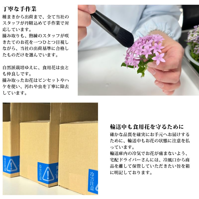 Amazon.co.jp: 【ビタミンカラー】明るいビタミンカラーミックス 40輪