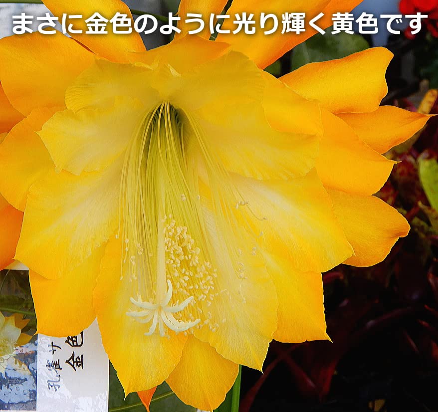 Amazon.co.jp: クジャクサボテン 金色堂/こんじきどう（5号）孔雀