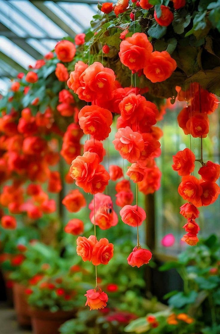 Weeping begonia flower bulbs For Your home Gardening Pack of 2 bulbs (RED)-image-27