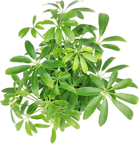 Miniatura 8 de Schefflera Arboricola - Árbol de paraguas enano (maceta de cultivo de 6 pulgadas) - Planta de interior tropical - Planta de interior baja luz y