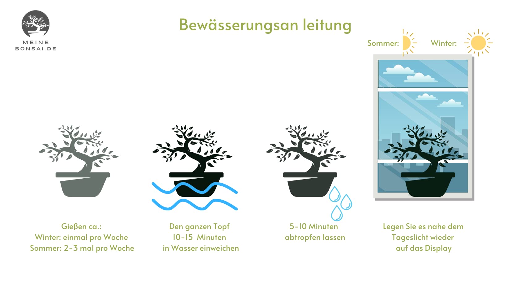 Drzewko bonsai, chiński ligustr, przybliżona żywotność 11 lat, 35-40 cm wysokości, wiecznie zielony, z podstawką