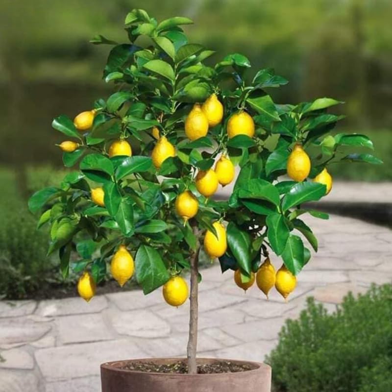 Meyer Lemon Tree Live Plant 2-3 Years Old Already Bearing Fruit, Yellow Lime Tree in 3 Gallon Pot, Cold Hardy and High-yielding